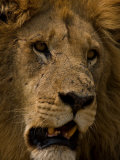 Close Up Portrait of a Resting Male African Lion, Panthera Leo