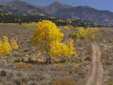 Dirt Road Leading to Mountains Past Aspen Trees in Fall Colors