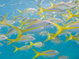 School of Fish Swimming in Crystal Clear Waters Off of Key Largo