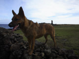 One of Hundreds of Friendly Dogs on a Wall in Front of Ahu Akapu