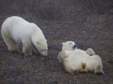 Two Polar Bears Spar Playfully