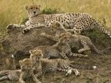 Cheetah Family: Mother and Cubs