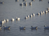 Snow Geese at the Bosque Del Apache National Wildlife Refuge