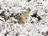 Buy Coyote Hunting in Snow-Blanketed Brush at AllPosters.com