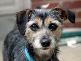 Buy Portrait of a Mixed Terrier Rescued from Hurricane Katrina at AllPosters.com