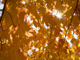 Yellow Autumn Leaves of a Maple Tree Filter Morning Sun