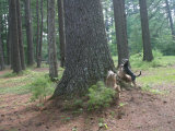 Buy Terriers Waiting for a Treed Squirrel to Descend a Pine Tree Trunk at AllPosters.com