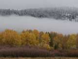 Buy Aspen Trees and Fog after a Brief Snow Fall at AllPosters.com