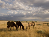 Buy Three Horses Grazing in Grand River National Grasslands, South Dakota at AllPosters.com