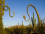 Boojum Trees, Cirio Columnaris, in a Desert Landscape