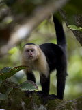 White-Faced Capuchin Monkey Standing on a Tree Top Branch