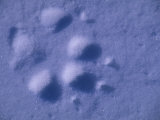 Paw Print of a Tundra Wolf in Snow
