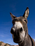 Buy Portrait of a Burro in New Mexico at AllPosters.com