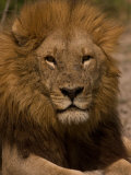 Portrait of a Resting Male African Lion, Panthera Leo