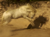 Buy White Horse in Motion, Casting a Shadow at AllPosters.com
