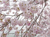 Yoshino Cherry Blossoms During the Cherry Blossom Festival