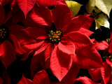 Colorful Poinsettias Decorate for the Christmas Holidays