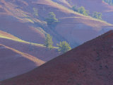 Buy Red Hills Landscape with Pine Trees at AllPosters.com