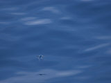 Tropical Bird Flying over the Ocean