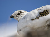Buy Close Up of a Female Rock Ptarmigan at AllPosters.com