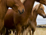 Group of Icelandic Horses
