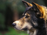 Alaskan Timberwolf (Canis Lupus)