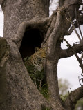 Buy Leopard Exploring a Cavity in a Tree Trunk at AllPosters.com