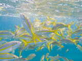 School of Fish Swimming in Crystal Clear Waters Off of Key Largo