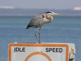 Buy Great Blue Heron Standing on a Boating Sign at AllPosters.com