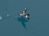 Buy Petrel Flying Low over Water at AllPosters.com