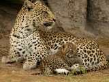 Buy Leopard, Panthera Pardus, Resting with Her Cub at AllPosters.com