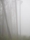 Rainforest of British Columbia