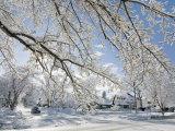 Snow Covered Trees in a Residential Neighborhood Durango