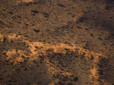 Red Sands of the Simpson Desert