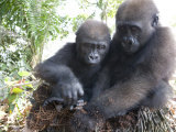 Two Gorillas in a Nest