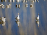 Snow Geese at the Bosque Del Apache National Wildlife Refuge