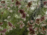 Buy Cherry Blossoms Brought Down by a Spring Rain Rest on a Skylight at AllPosters.com