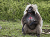 Male Gelada Baboon (Therapithecus Gelada)