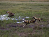 Buy Wild Cape Hunting Dogs Chasing Spotted Hyena in Flooded Grassland at AllPosters.com