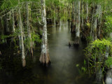 Buy Cypress Trees in the Everglades at AllPosters.com