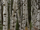 Buy Detail of the Trunks of a Stand of Aspen Trees at AllPosters.com