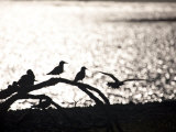 Silhouettes of Birds on a Branch Near the Ocean