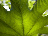 Close Up of a Leaf