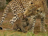 Leopard, Panthera Pardus, Grooming Her Cub