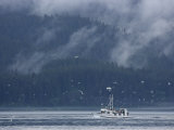 Sea Birds Fly over a Fishing Boat at the Mouth of Glacier Bay