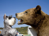Terrier Cautiously Sniffs a Large Stuffed Bear at a Flea Market
