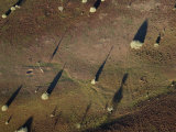 Aerial View of Giraffes and Trees Casting Long Shadows