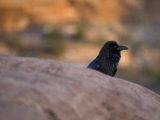 Raven on the Island-In-The-Sky in Canyonlands National Park, Utah