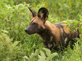 Buy Portrait of a Cape Hunting Dog, Lycaon Pictus, in Vegetation at AllPosters.com