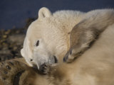 Polar Bear Looks at the Camera